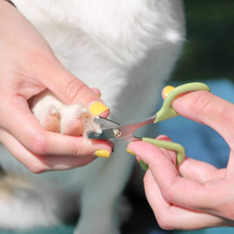 Coastal Pet - Safari - Dog Nail Trimmer, No Color, One Size (3.5' L X 2.125' W)