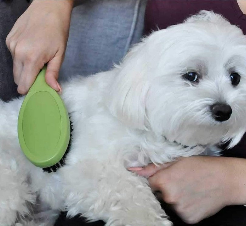 Safari Bristle Brush For Small Dogs