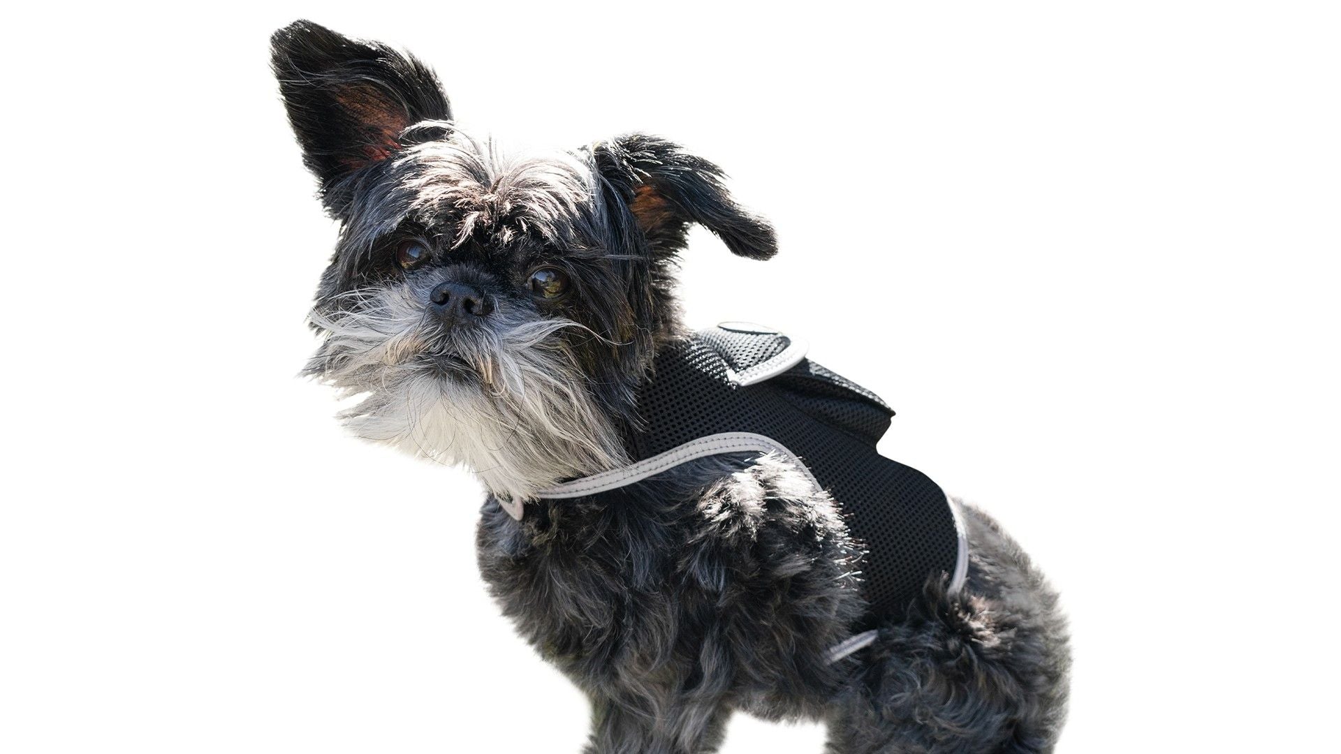 Collar Mount GPS Pet Tag Tracker Portable Realtime Tracking System w/ Phone App Size:S