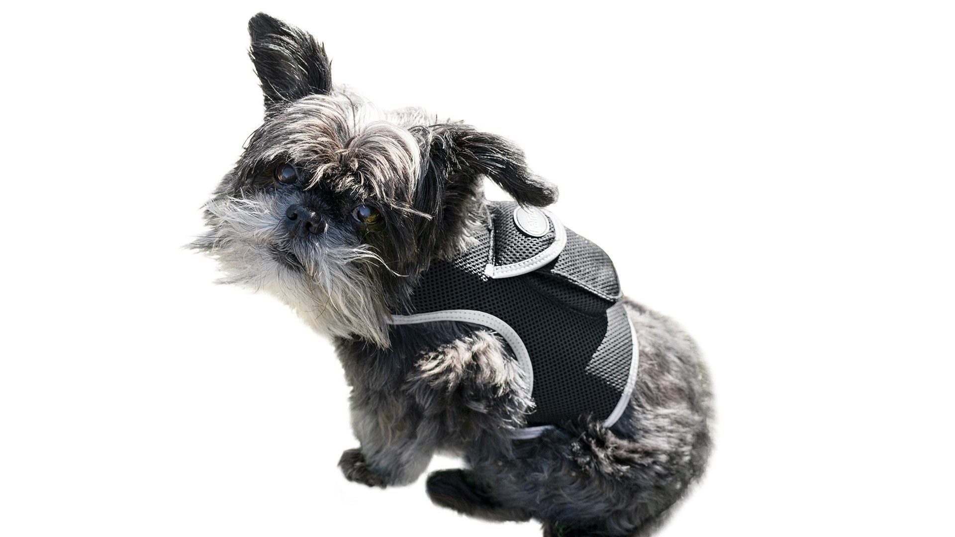 Reputable Collar GPS Locator for Dogs Rechargeable Battery + Mobility Detector Size:M