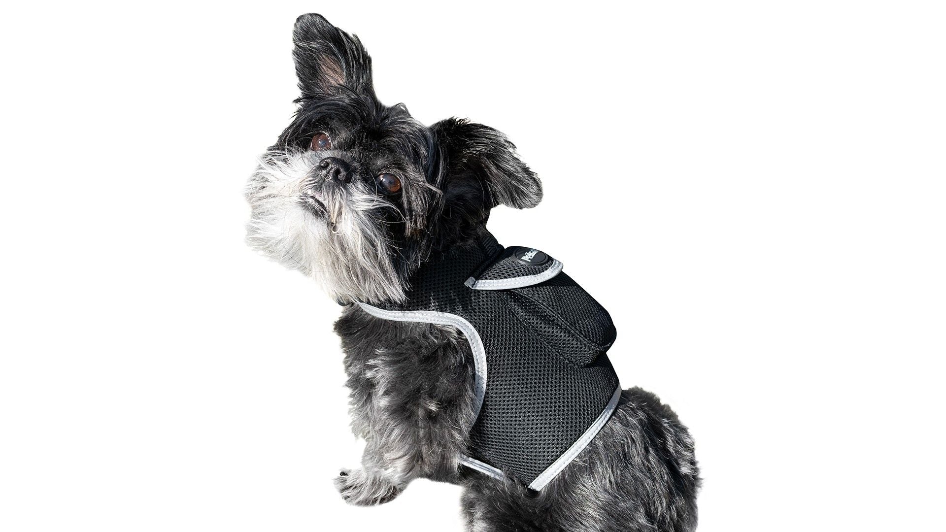 Small GPS Tracking Dog Collar Tracker Rechargeable with Boundary Alert Size:M