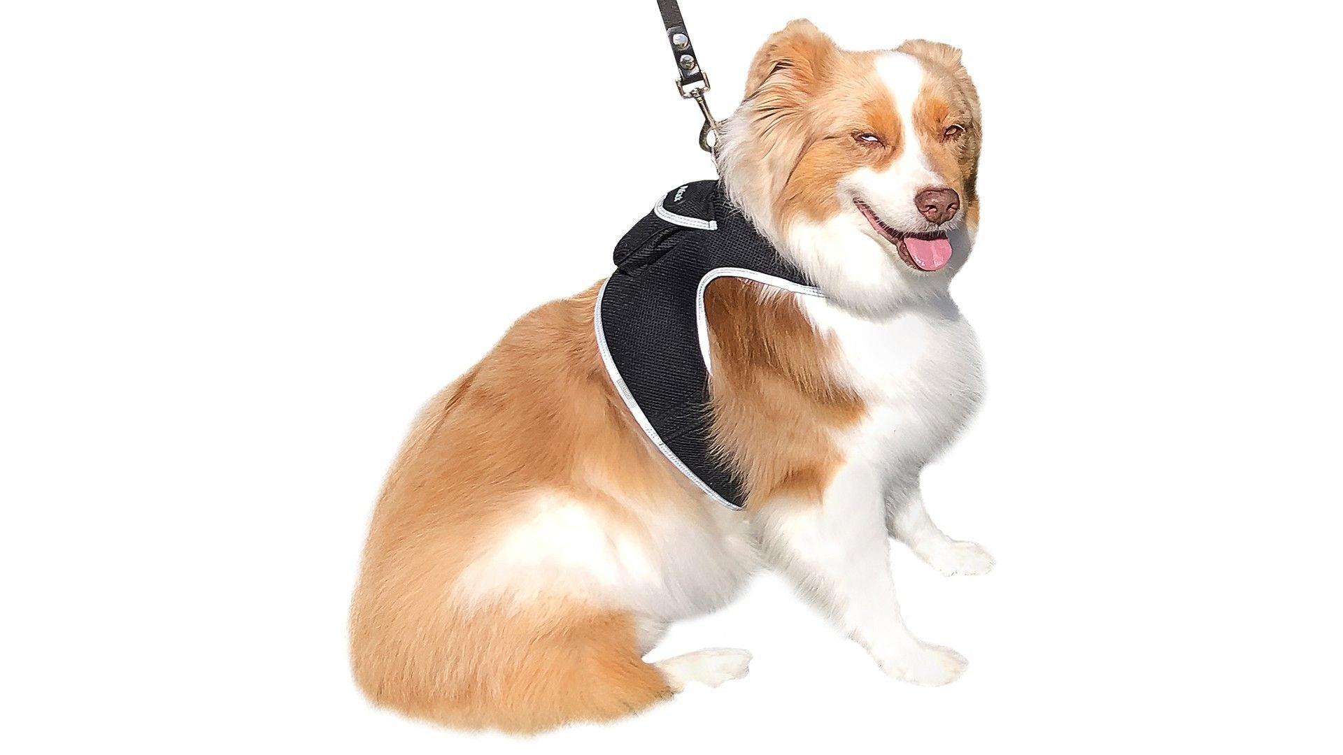 Rechargeable Collar Mount Tracking Dog GSM GPS Wireless Pocket Tracker Size:M