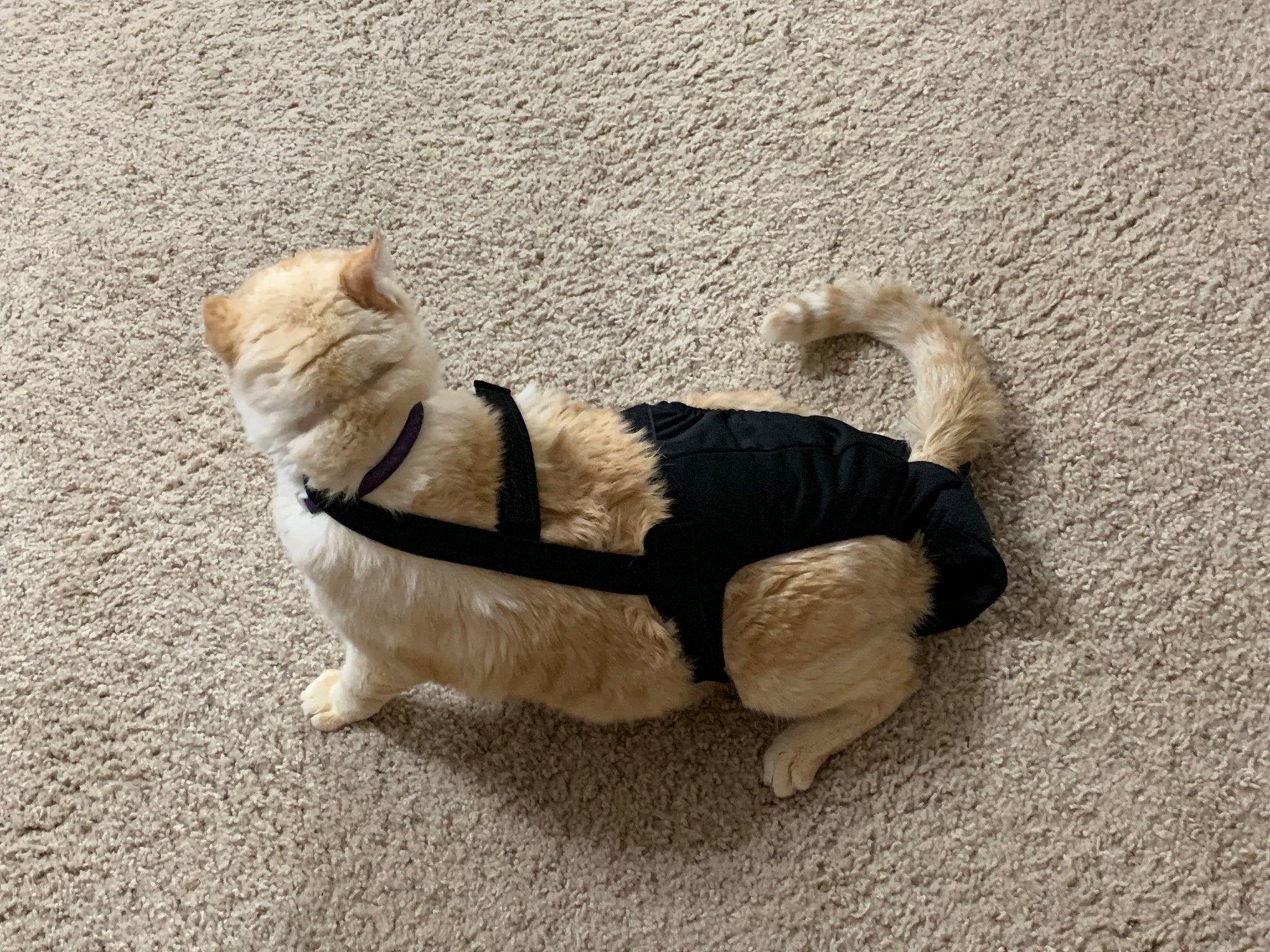 Diapurr Cat Diaper