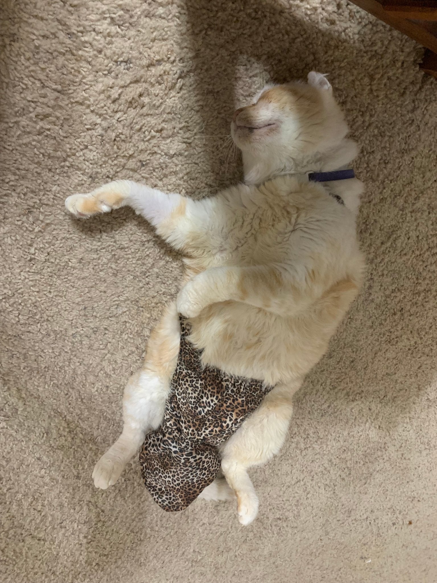 Diapurr Cat Diaper