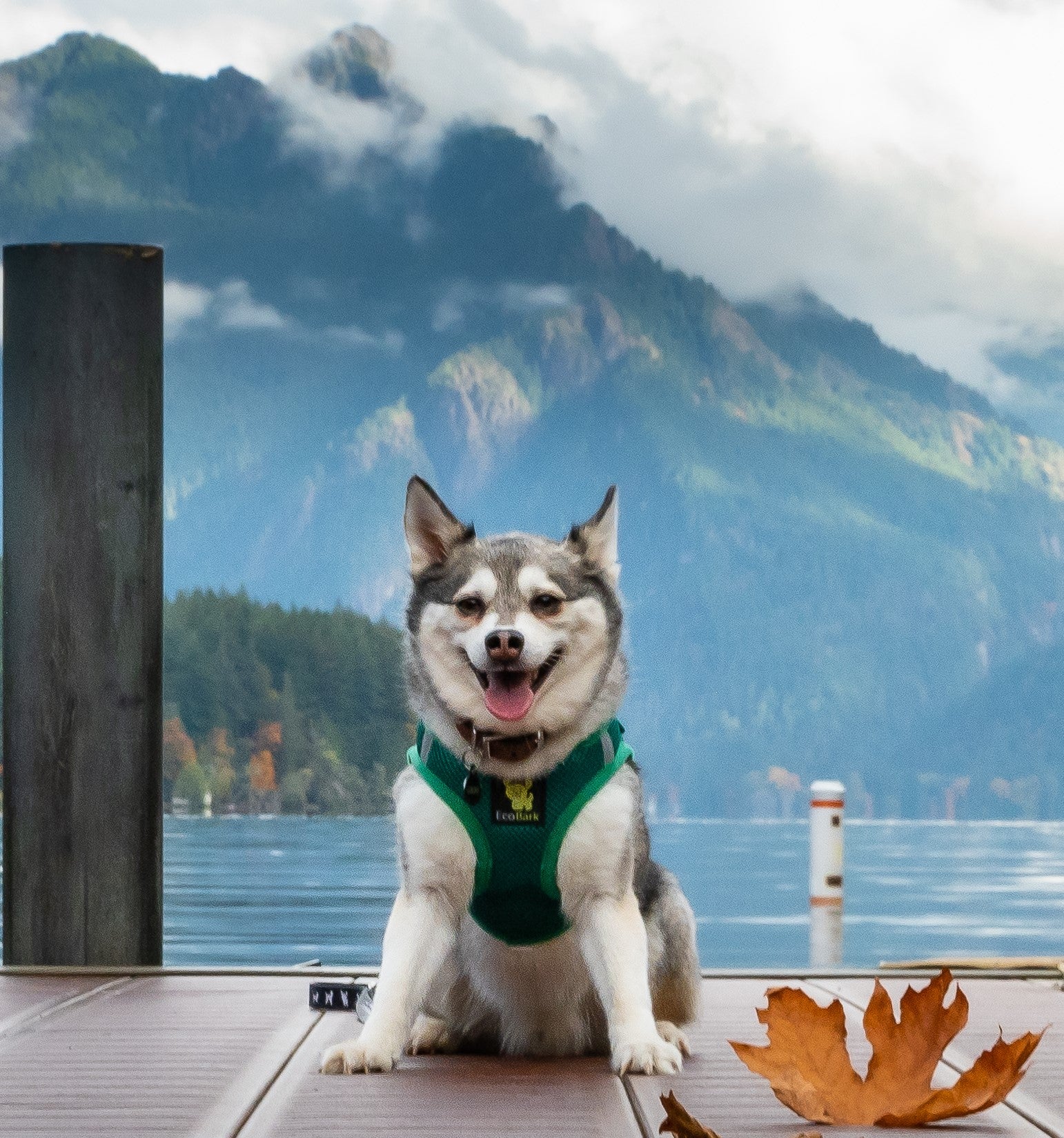 EcoBark Step In Dog Harness - Teacup & Small Breeds- Reflective Soft Mesh Harness for Teacup, Small Dogs and Puppies / Forest Green