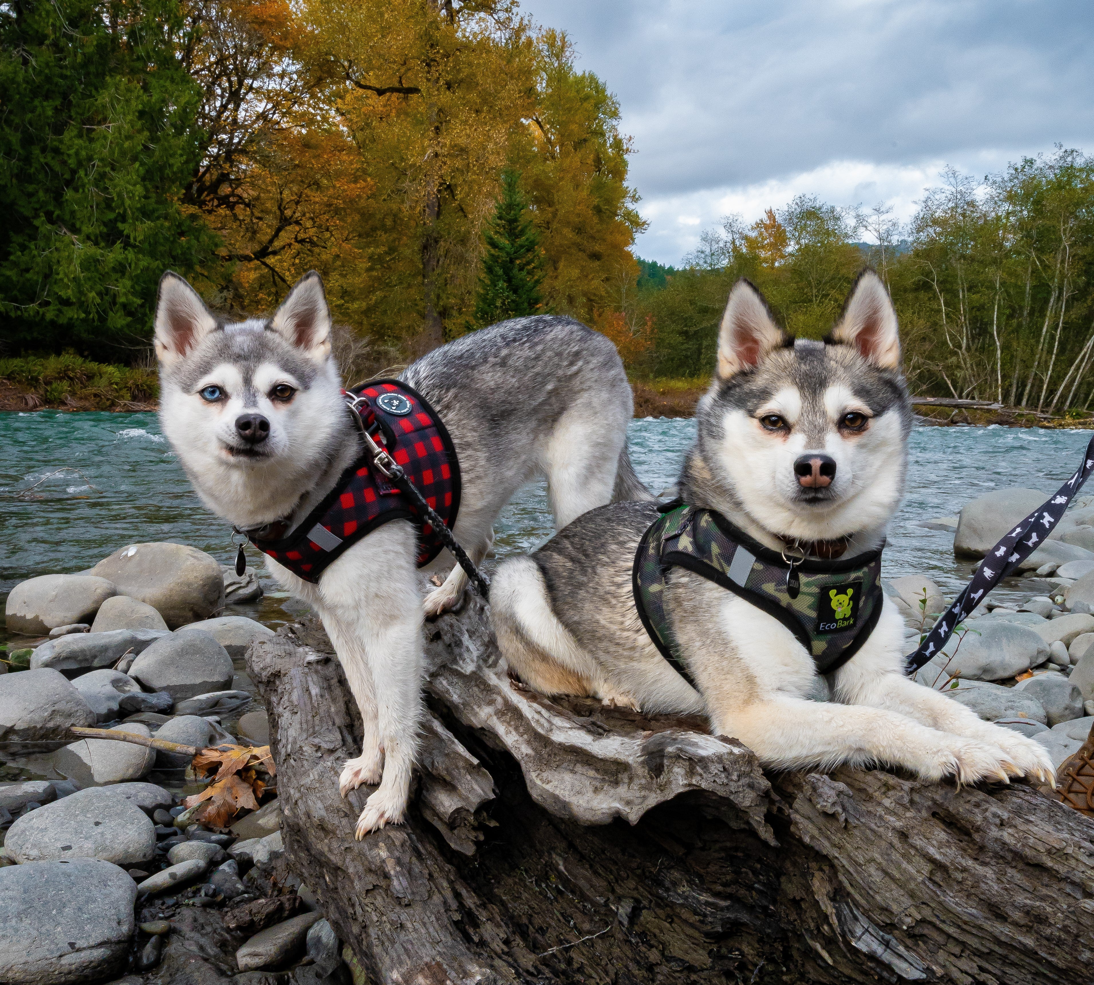 EcoBark Step In Dog Harness - Teacup & Small Breeds- Reflective Soft Mesh Harness for Teacup, Small Dogs and Puppies / Buffalo Plaid