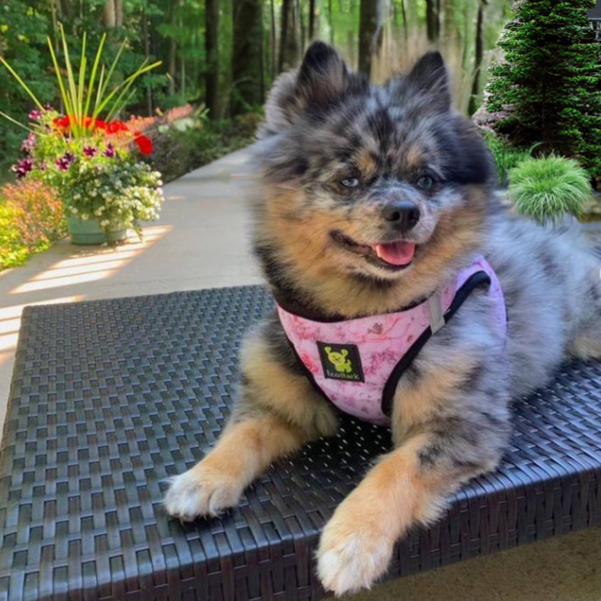 EcoBark Step In Dog Harness - Teacup & Small Breeds- Reflective Soft Mesh Harness for Teacup, Small Dogs and Puppies / French Floral