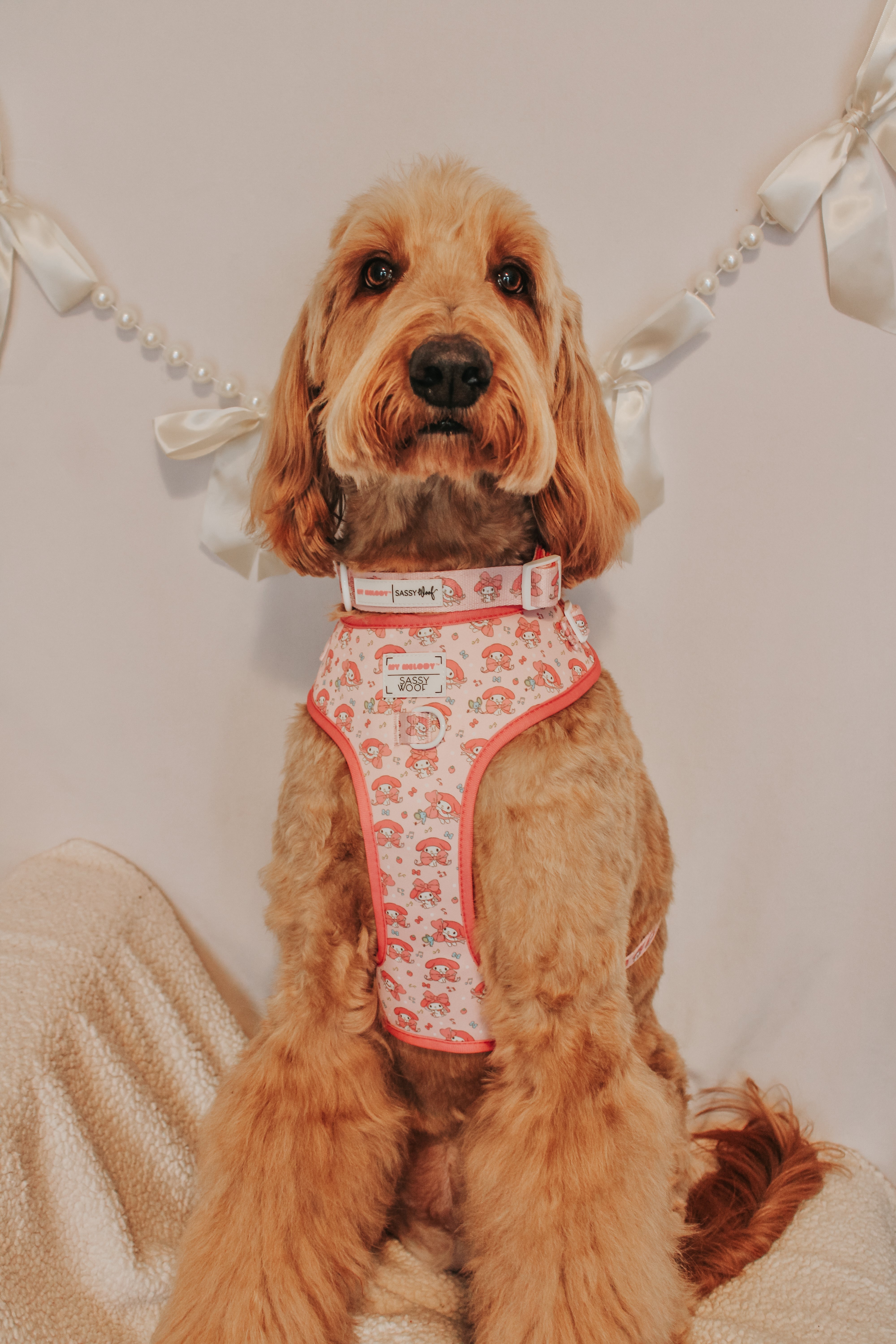 Dog Four Piece Bundle - My Melody