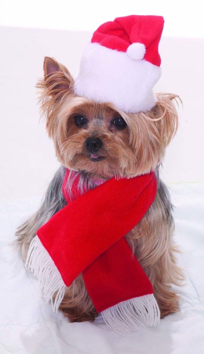 Forum Novelties, Santa Claus Hat and Scarf Pet Costume - Small One Size, Multicolor