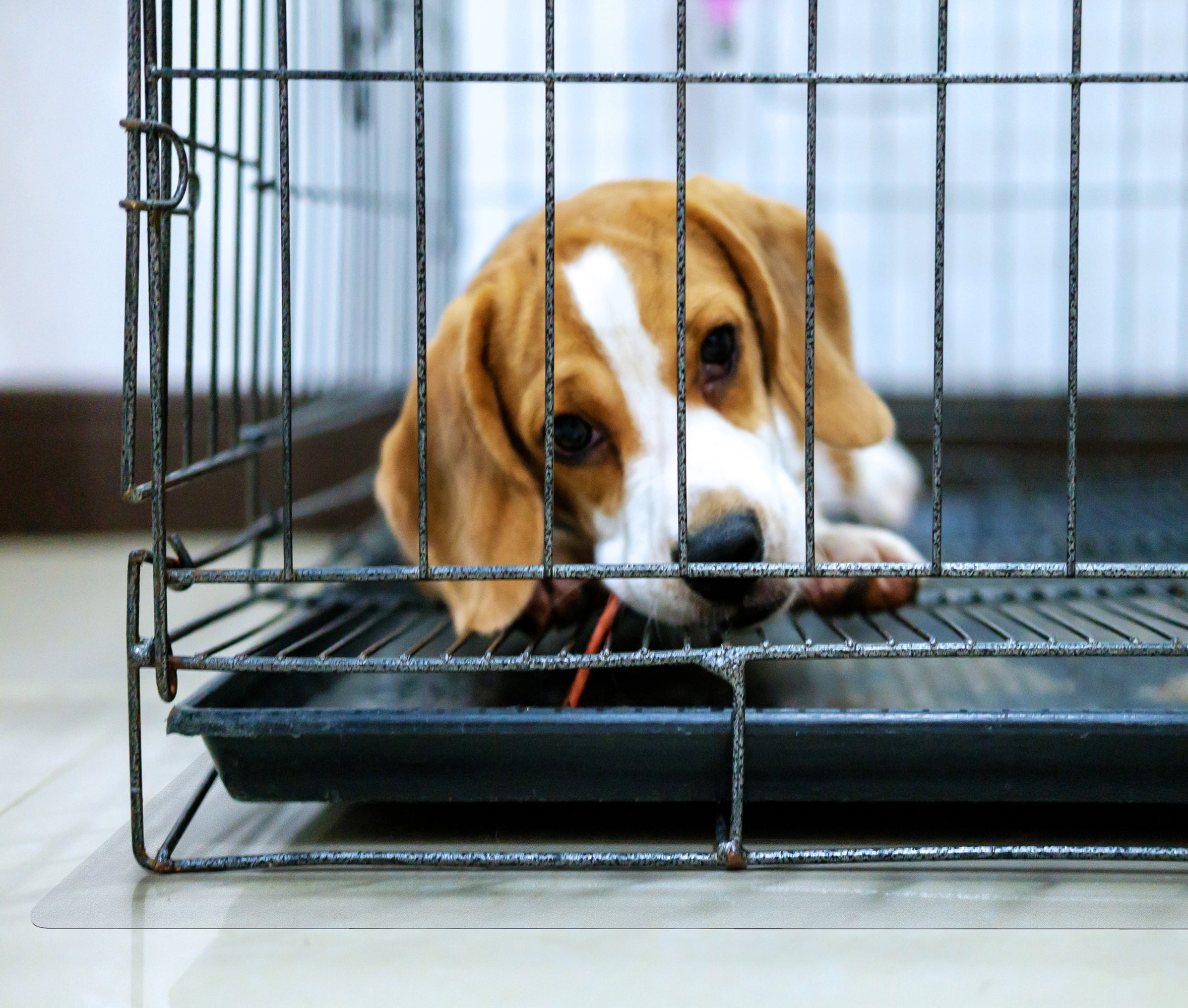 P-Tex Polycarbonate Floor Protection Mat 35' X 47' For Under Dog Crate Or Pet Cage