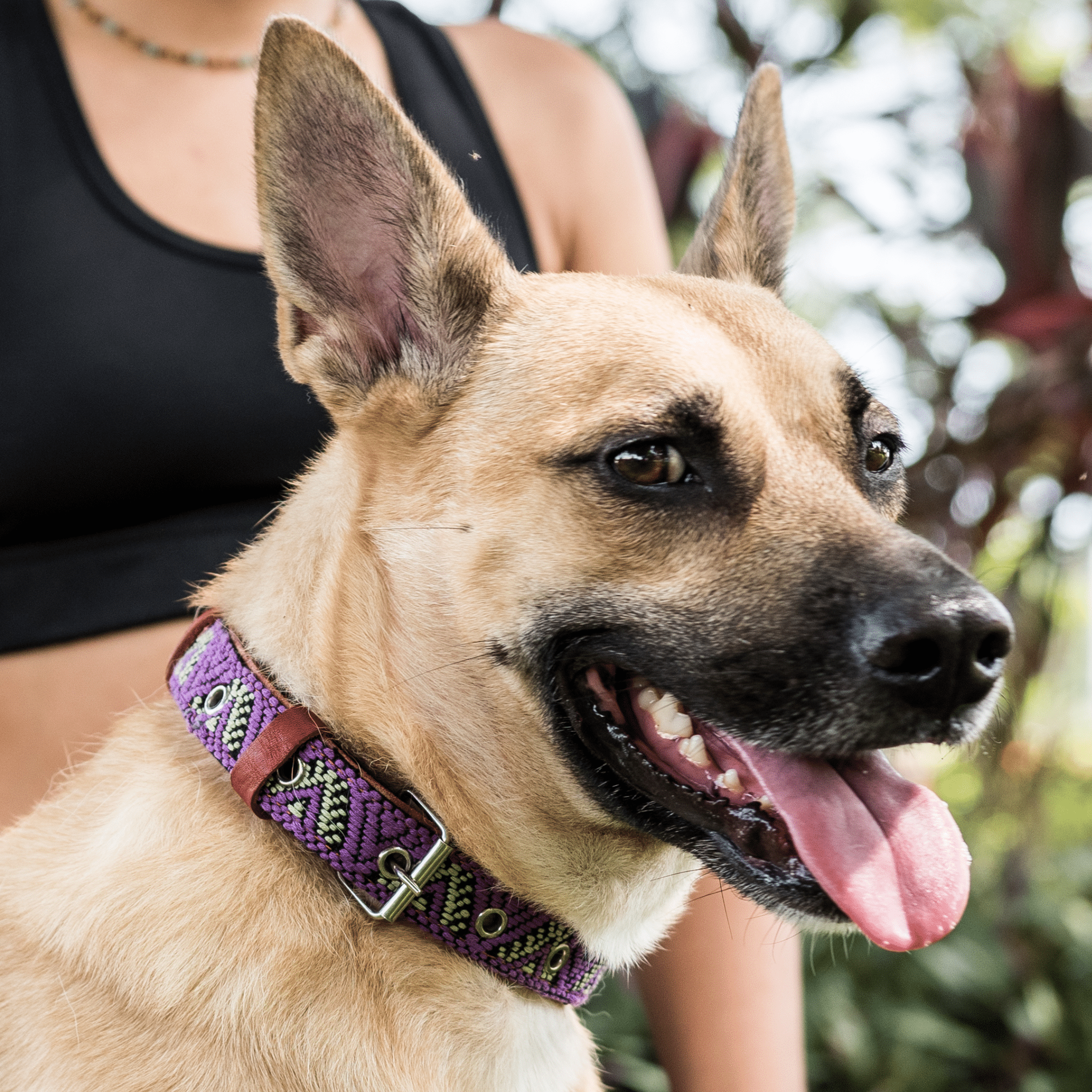 Handmade Leather Dog Collar — Aztec Embroidered | Amethyst