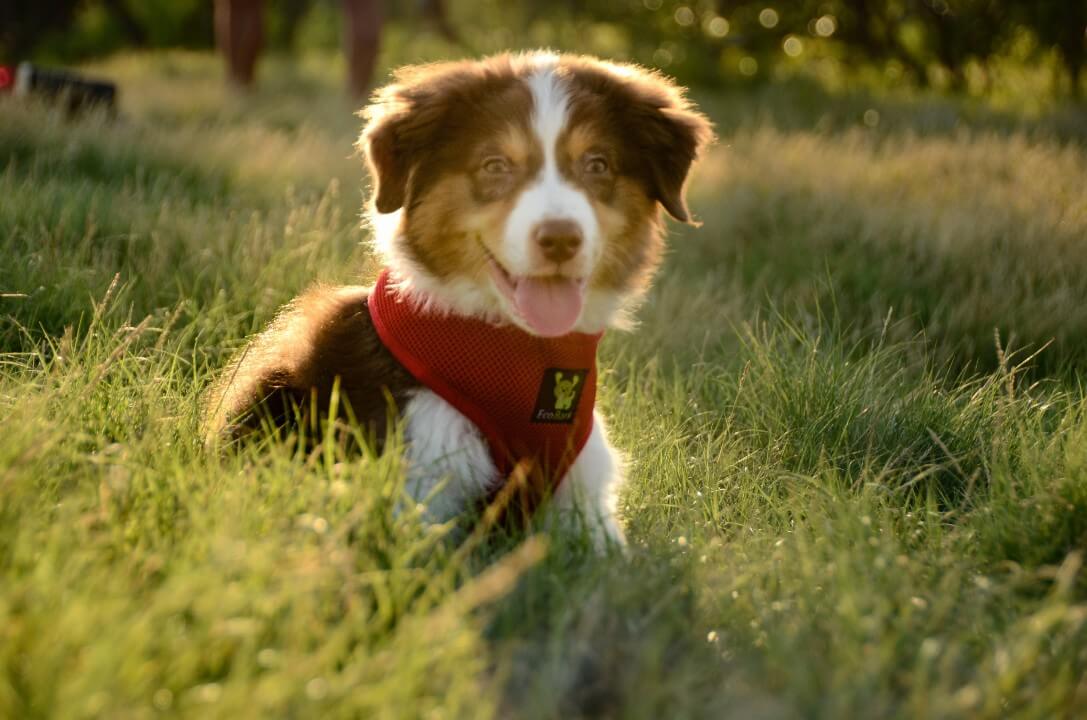 EcoBark Chery Red Dog Harness - Over-the-Head Soft Mesh Dog Vest Halter for Small to Medium Dogs and Puppies