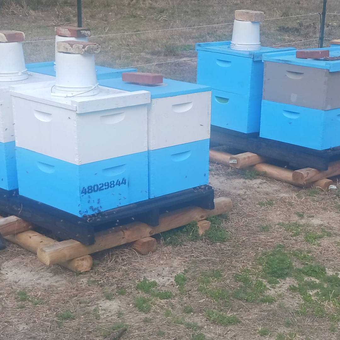 Raw and unfiltered  Wildflower Honey from the Ocala National Forest