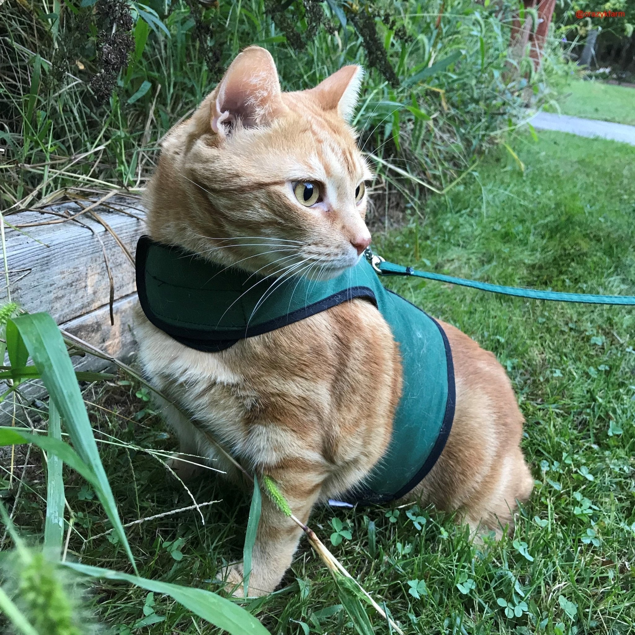 Holster Leash (Made in USA)