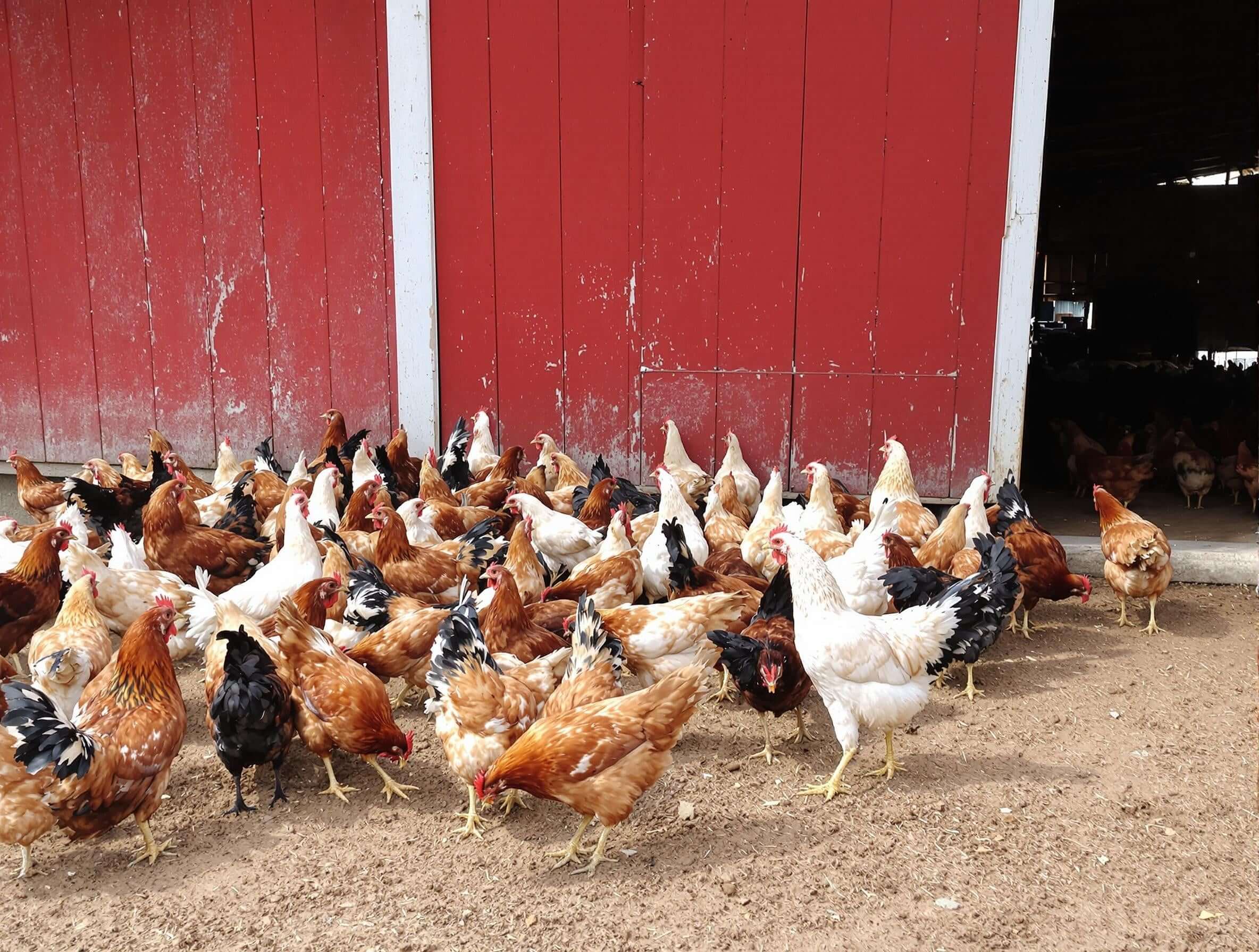 DuraStat Poultry Water Supplement 4g Oregano Essential Oils Antibiotic-Free 40-Pack