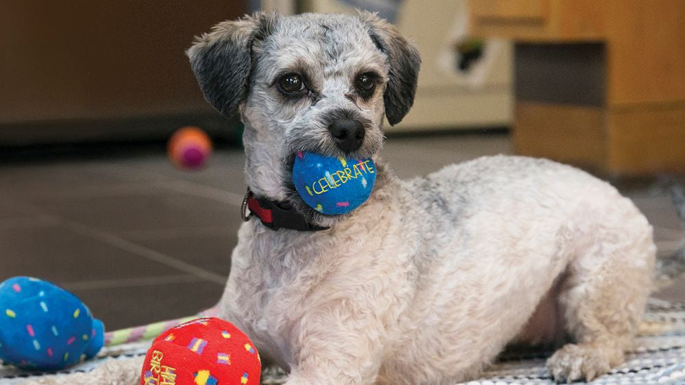 Kong Occasions Birthday Balls Dog Toy, Small