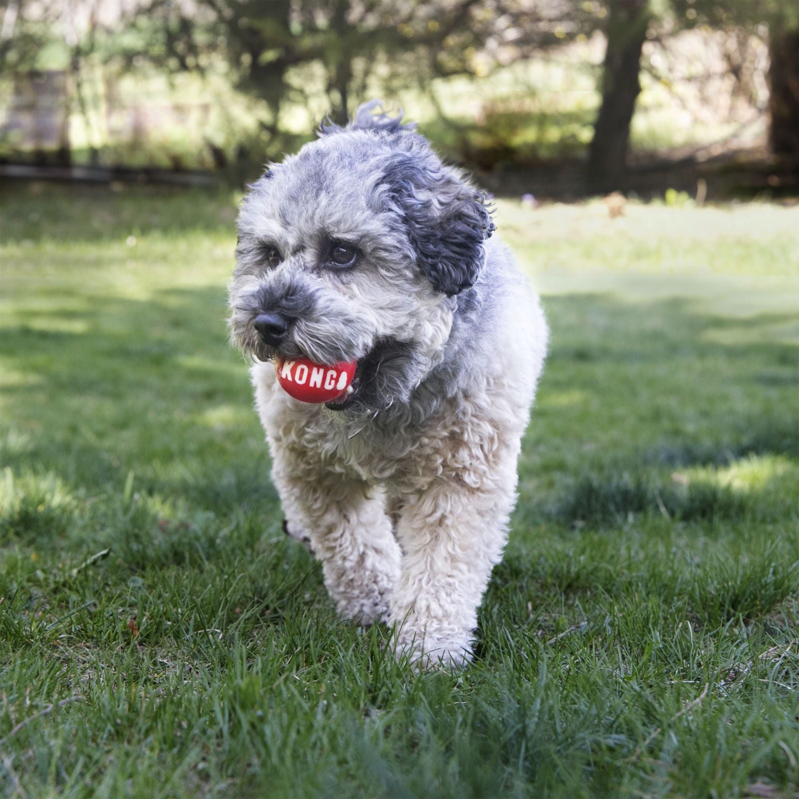 Kong - Signature Balls - 2 Pack Durable Ball For Chasing And Retrieving - For Large Dogs
