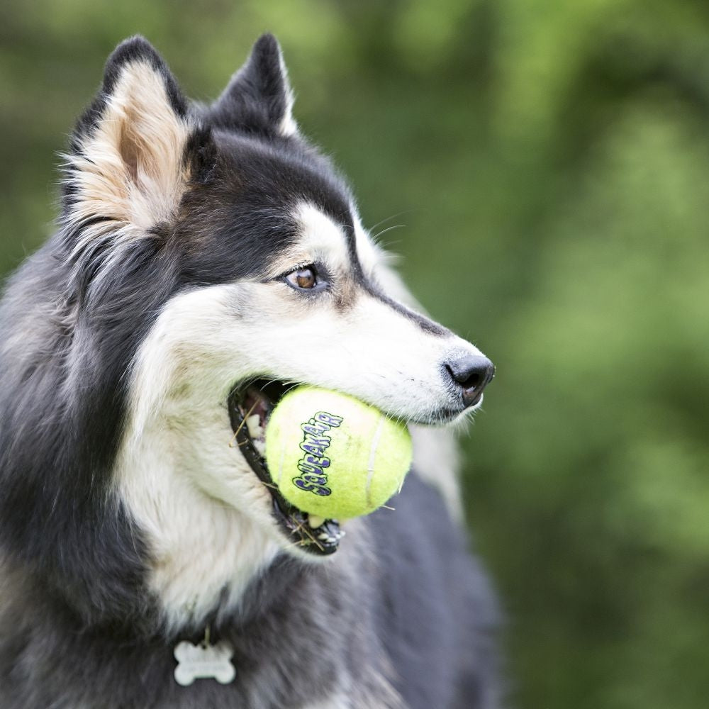 Kong Large Squeaker Tennis Balls Dog Toy [Set Of 2]