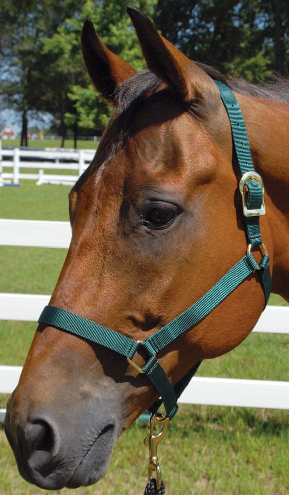 Jeffers Turnout Nylon Horse Halters, 2-Ply, 1