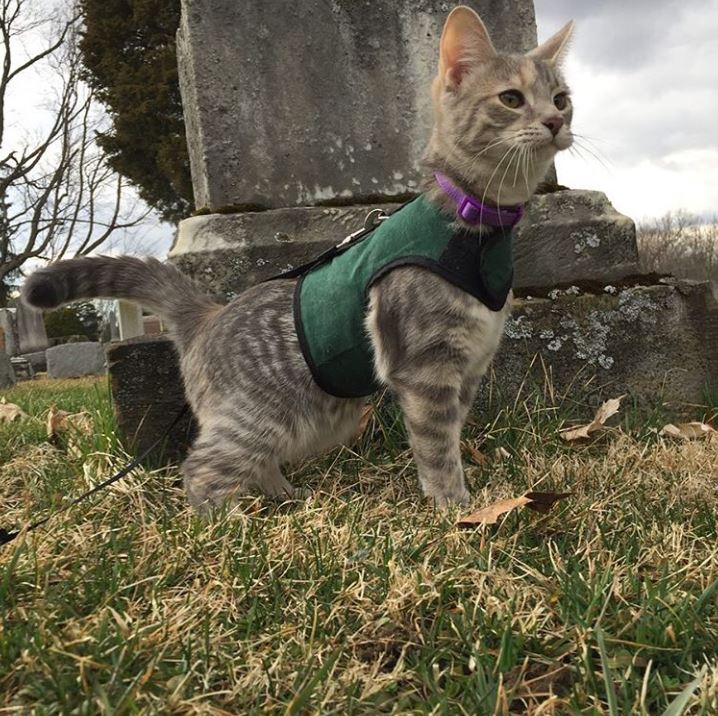 Kitty Holster Cat Harness (Made in USA)