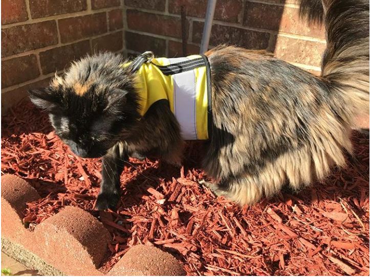 Kitty Holster Cat Harness (Made in USA Reflective Safety Harness)