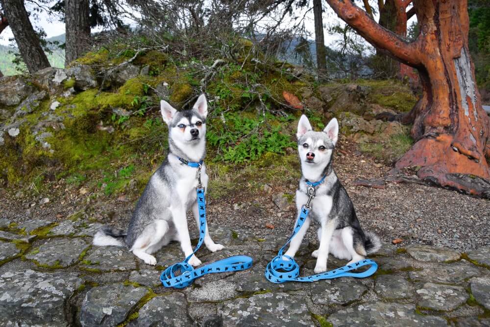 EcoBark Sky Blue Dog Leash- Padded Comfort Grip Padded Leash Dog Pattern - 4 Foot, 5 Foot, 6 Foot Leash for Small and Medium Dogs