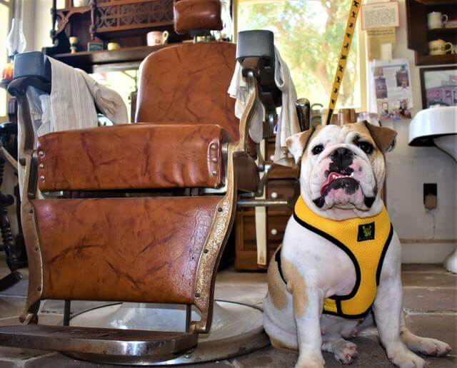 EcoBark Yellow Dog Harness - Over-the-Head Soft Mesh Dog Vest Halter for Small to Medium Dogs and Puppies