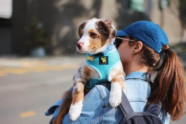 EcoBark Sky Blue Dog Harness - Over-the-Head Soft Mesh Dog Vest Halter for Small to Medium Dogs and Puppies