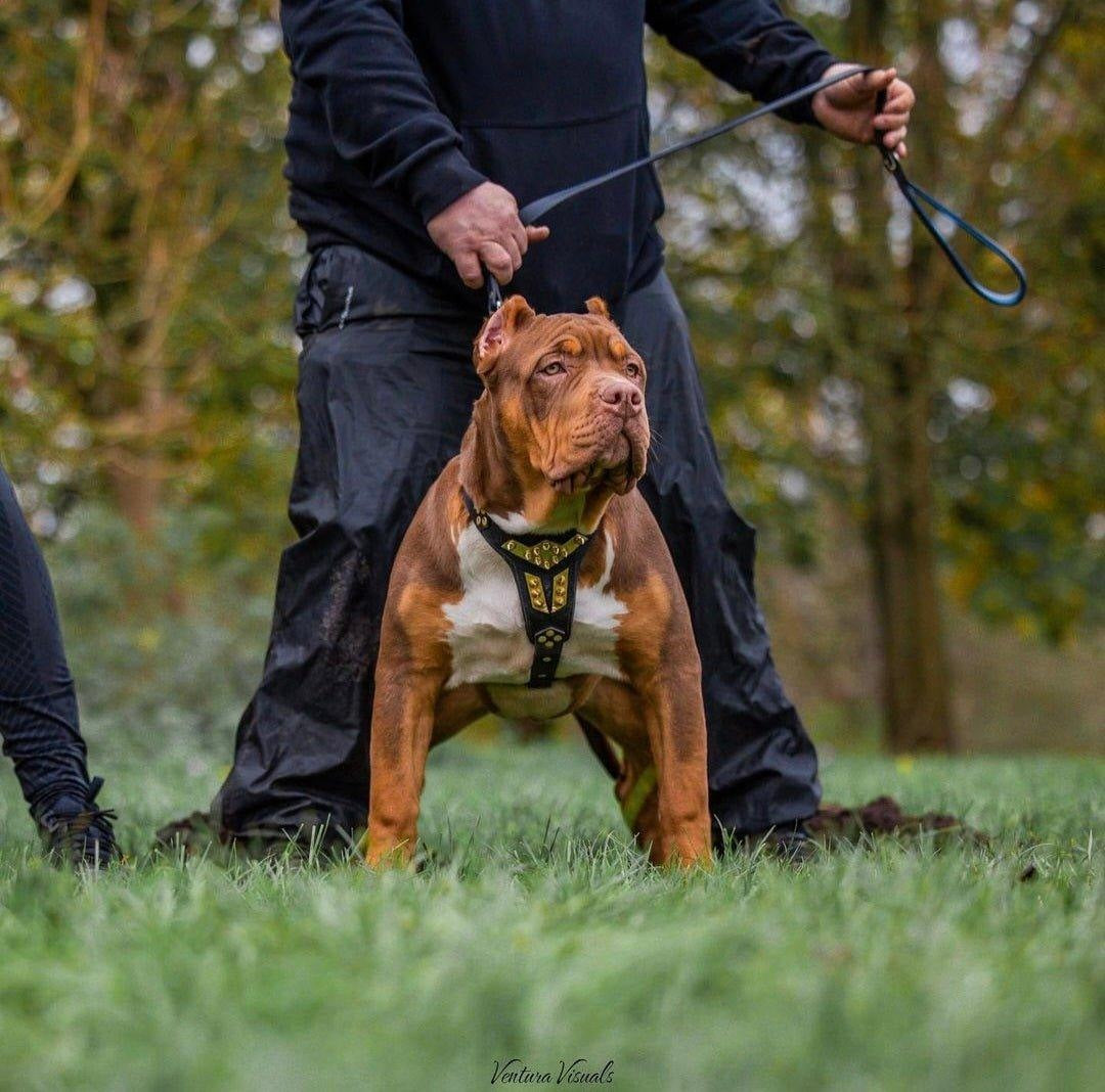 The ''Midas'' leather dog harness gold