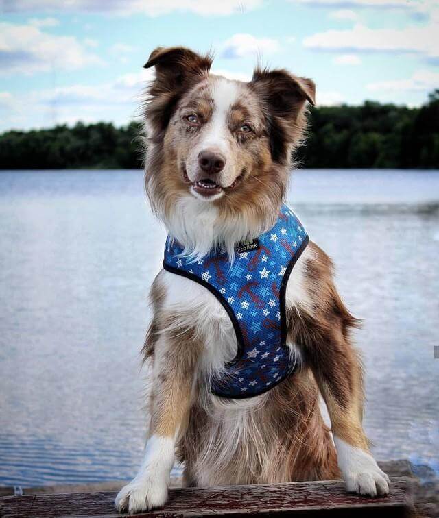 EcoBark Nautical Dog Harness - Over-the-Head Soft Mesh Vest Halter for Small to Medium Dogs
