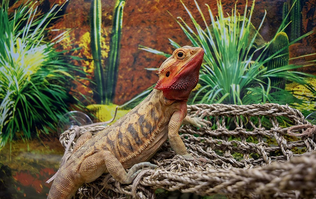 Reptology Natural Lizard Lounger Corner Triangle