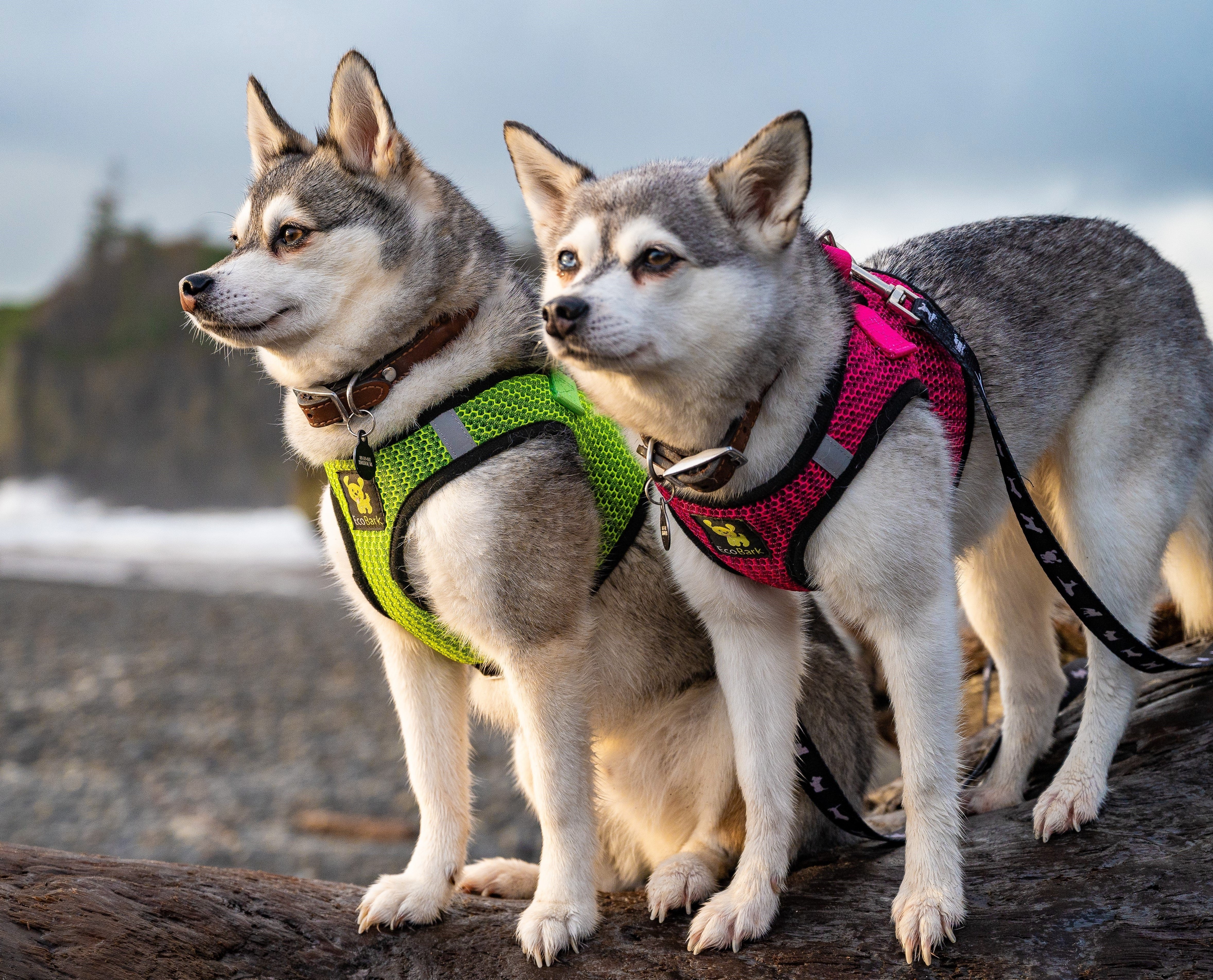 EcoBark Fuchsia Step In Dog Harness - Reflective Soft Mesh Harness for Teacup, Small Dogs and Puppies / Fuchsia Sport