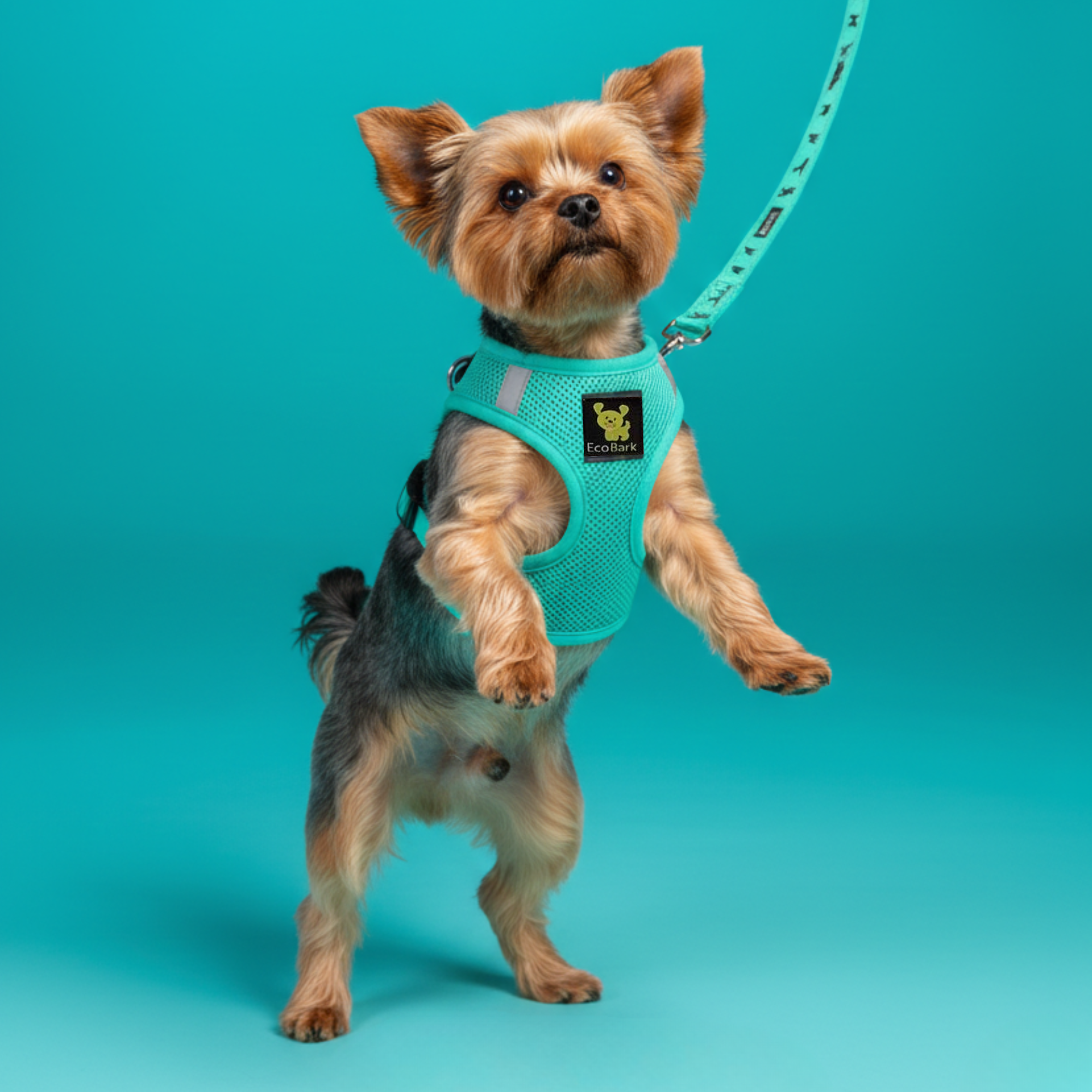 EcoBark Mint Turquoise Dog Leash - Comfort Grip Padded Leash - 4ft, 5ft, and 6ft Dog Leash for Small and Medium Dogs