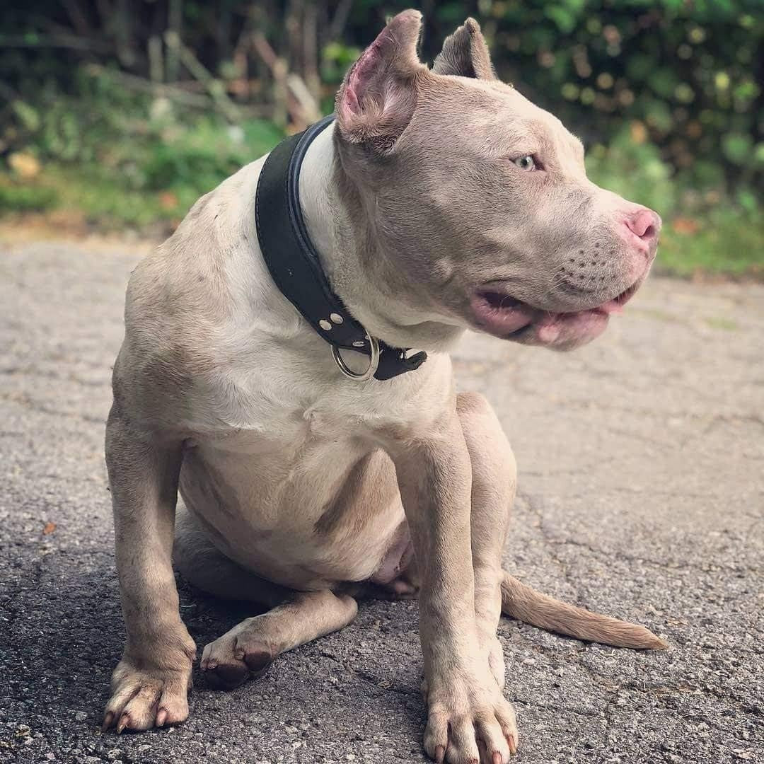 "Stylish" 2 inch wide dog collar