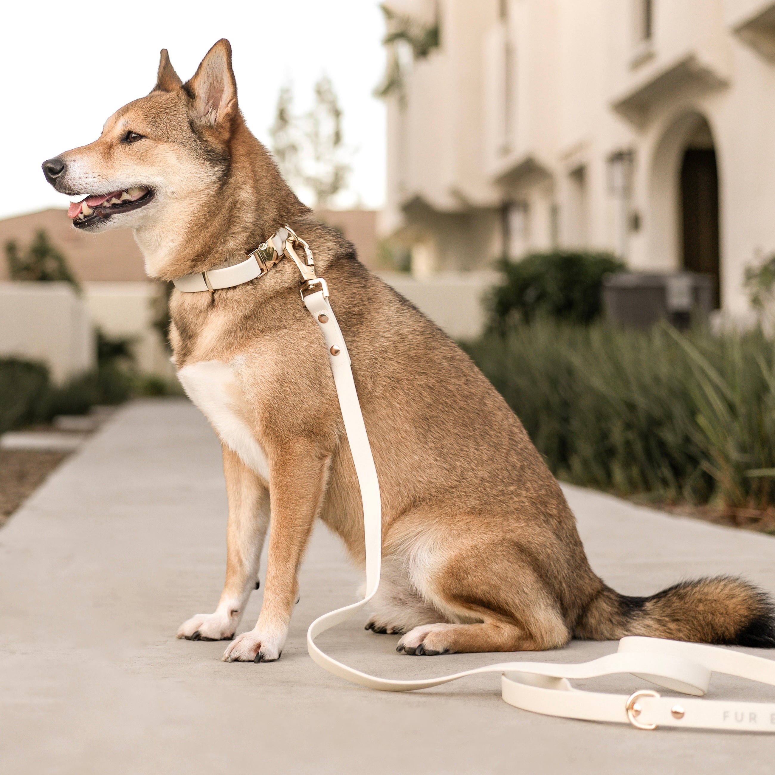 Elise Collar & Leash Set - Bone