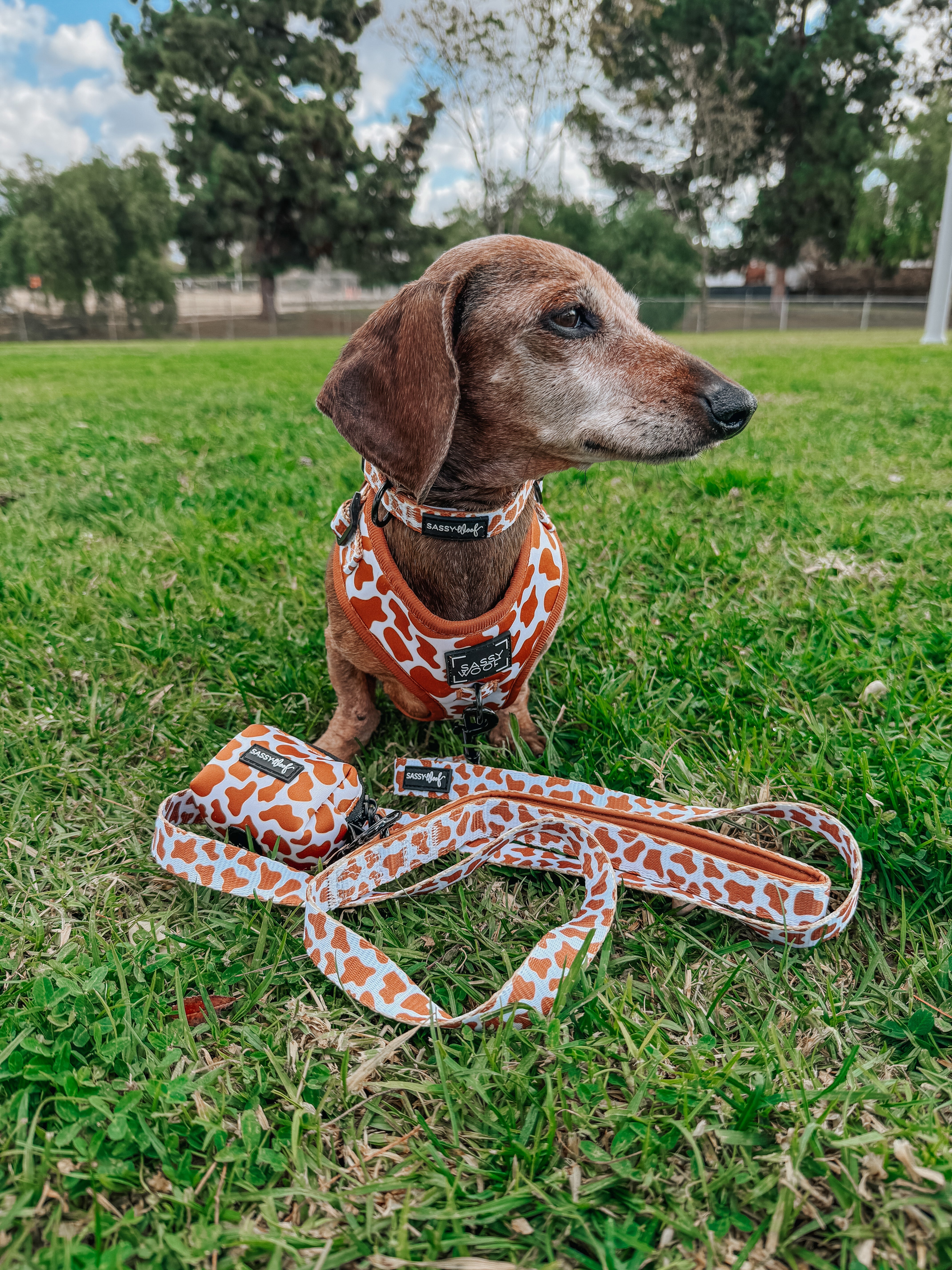 Dog Leash - Chocolate Milk