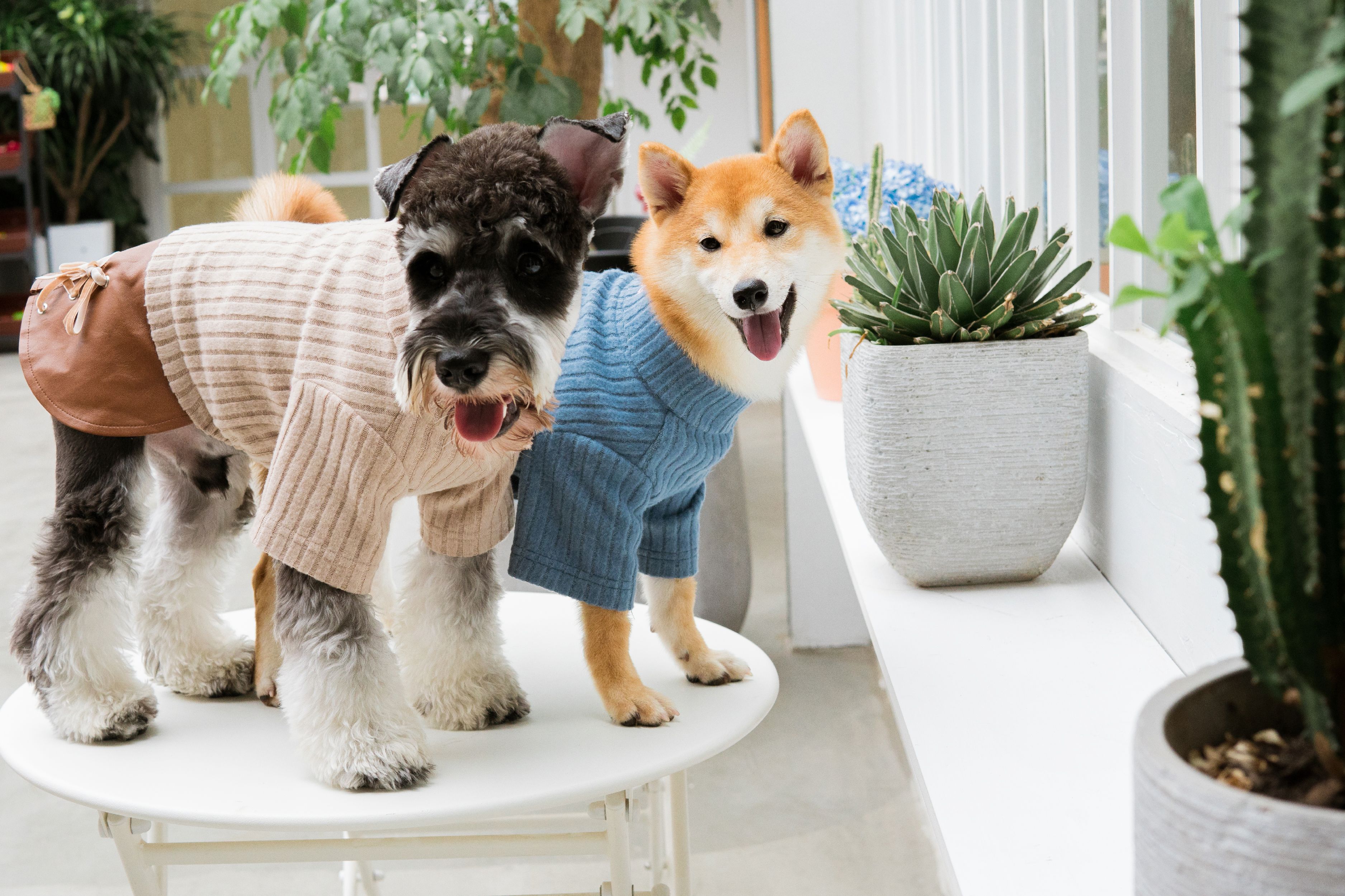 Touchdog ® 'Modress' Fashion Designer Dog Sweater and Dress