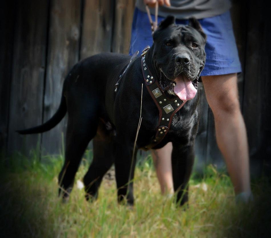 The "Eros" harness brown