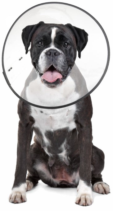 Zenpet Zen35904 E-Clear Recovery Collar - Medium