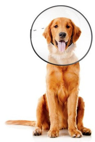 Zenpet E-Clear Recovery Collar