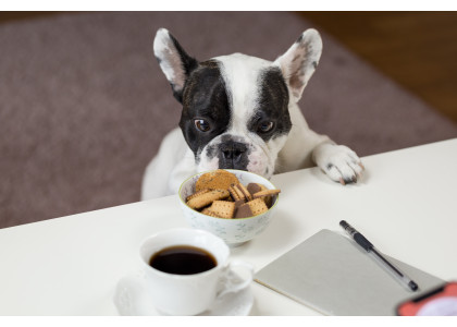 5 Most Popular Healthy Foods to Feed Puppies 2020