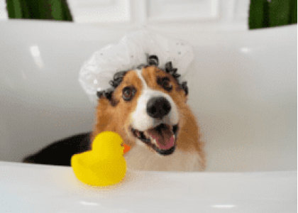 The Ultimate Guide to Pet Pampering 