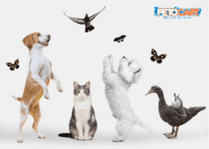 Integrating Holistic Pet Care into Your Daily Routine