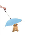 Pour-Protection Umbrella With Reflective Lining And Leash Holder