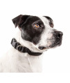Pet Life 'Aero Mesh' 360 Degree Dual Sided Comfortable And Breathable Adjustable Mesh Dog Collar, Black - Medium