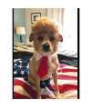 Trump Cat/Dog Costume for Halloween, Parties and Pictures
