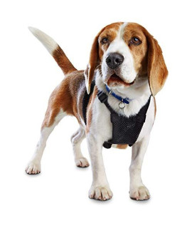 Petco Brand - EveryYay Embrace The Pace Black No Pull Dog Harness, Small