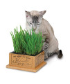 Smartcat 3844 KittyS Garden Edible Grass Planter