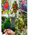 The AVIATOR Pet Bird Harness and Leash: Medium Green