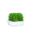 Cat-About Multi-Cat CatGrass Plus Tub 150 grams by MiracleCorp/Gimborn